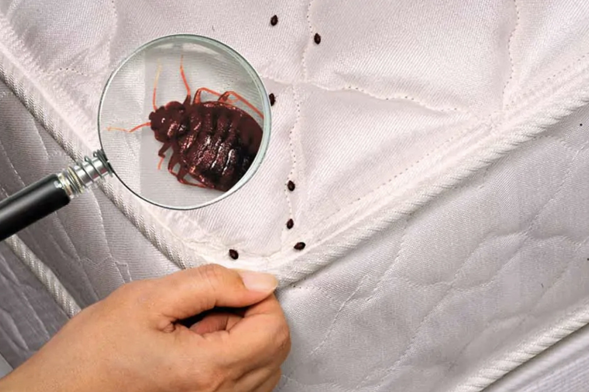 Sie können zu einer Brutstätte für Bettwanzen werden. Entfernen Sie sie so schnell wie möglich aus Ihrem Schlafzimmer.