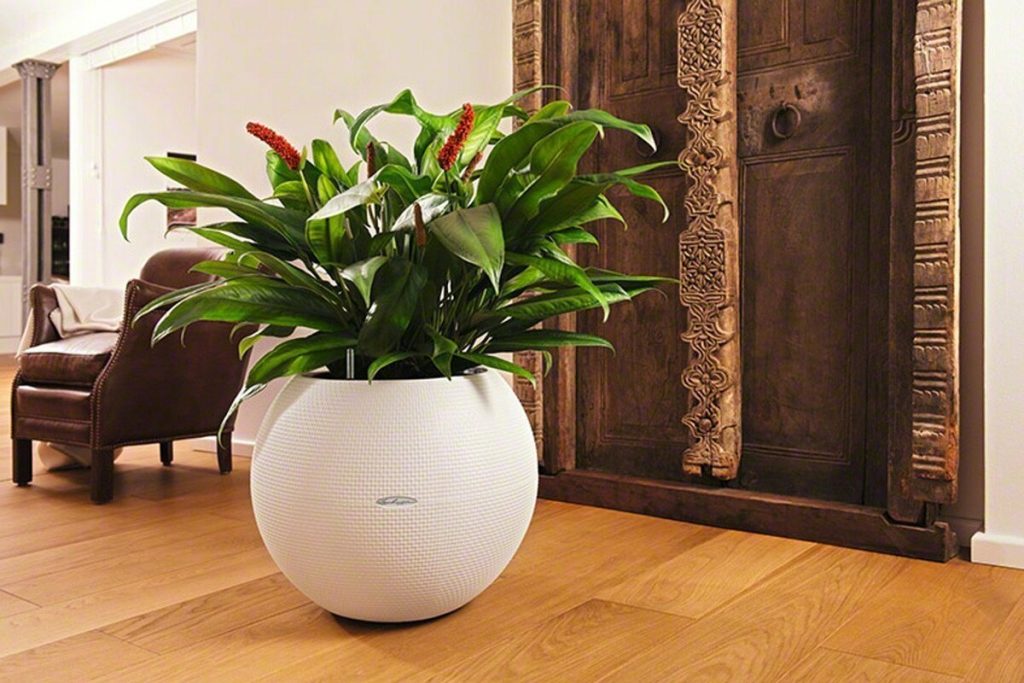 Diese 7 Pflanzen fühlen sich neben einem Heizkörper wohler als in der freien Natur (Nr. 5 ist einfach genial!)