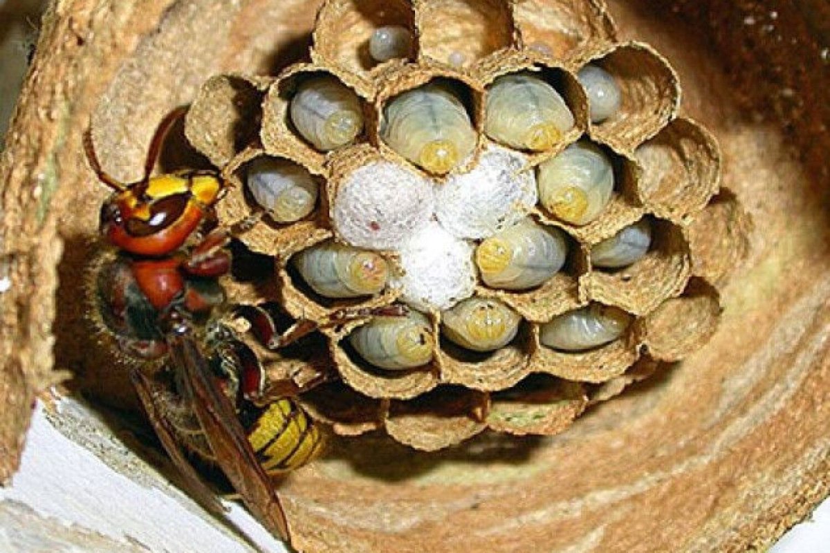 Neue Waffe im Kampf gegen die invasive Gelbflügel-Hornisse