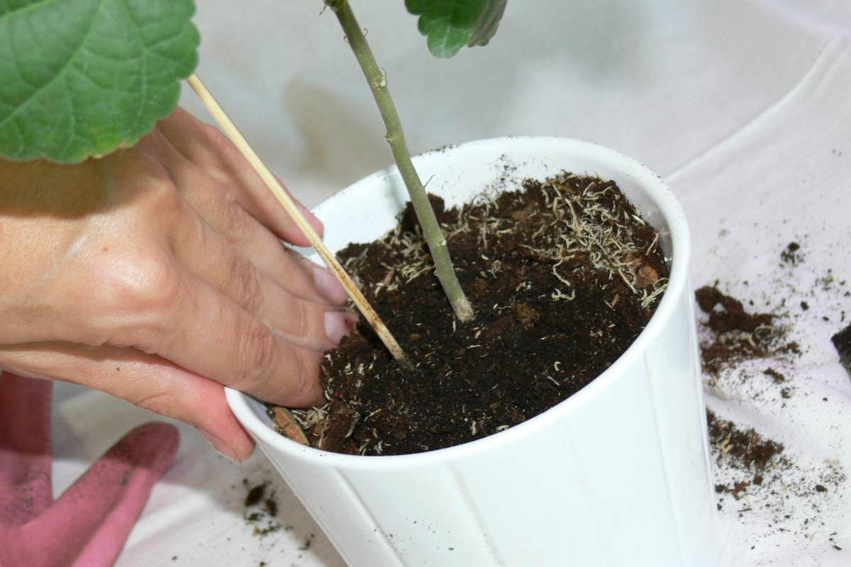 Weiße Flecken auf der Erde im Topf? Dieser Trick rettet Ihre Pflanzen