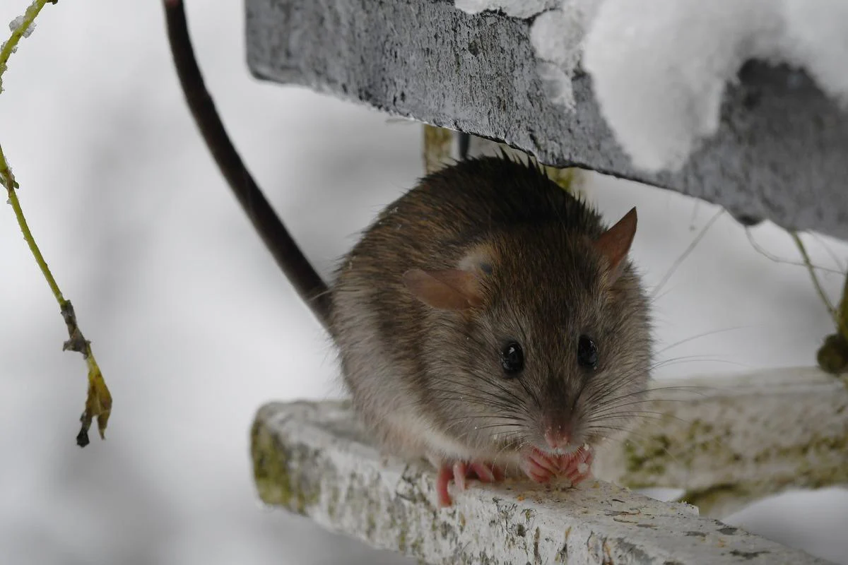 Ein Blatt reicht aus: So werden Sie Mäuse und Ratten im Winter los.