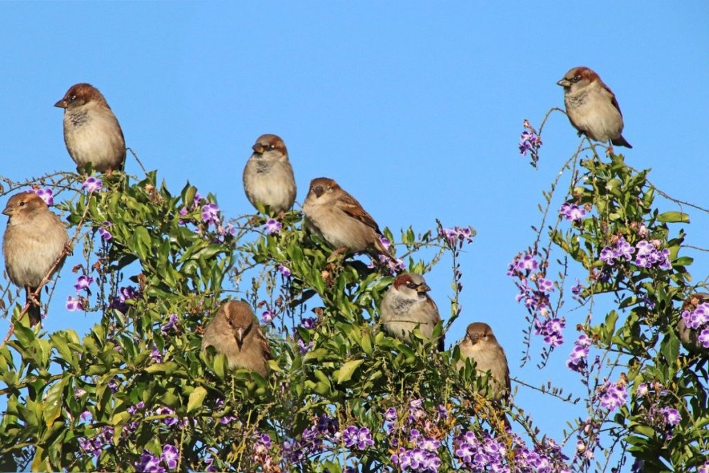 Das Aufhängen von Getränkedeckeln im Garten: Warum es sich lohnt und wozu es gut ist