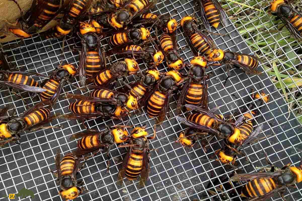 Neue Waffe im Kampf gegen die invasive Gelbflügel-Hornisse