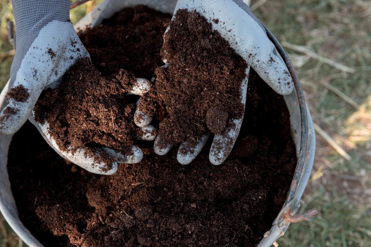 Gartenkalender für Dezember: Welche Gemüsesorten können gepflanzt werden und welche wichtige Aufgabe muss niemand erledigen?