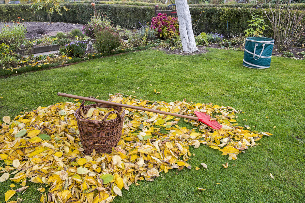 Ein einziges Mittel für das Badezimmer reicht aus: So werden Ratten nicht mehr in Ihrem Garten überwintern.