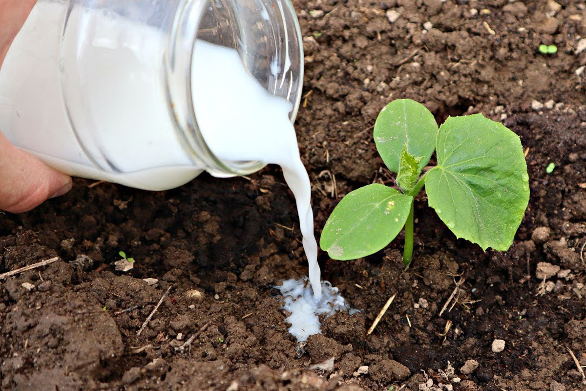Warum es ein Fehler ist, Milch in den Spülbecken zu schütten.