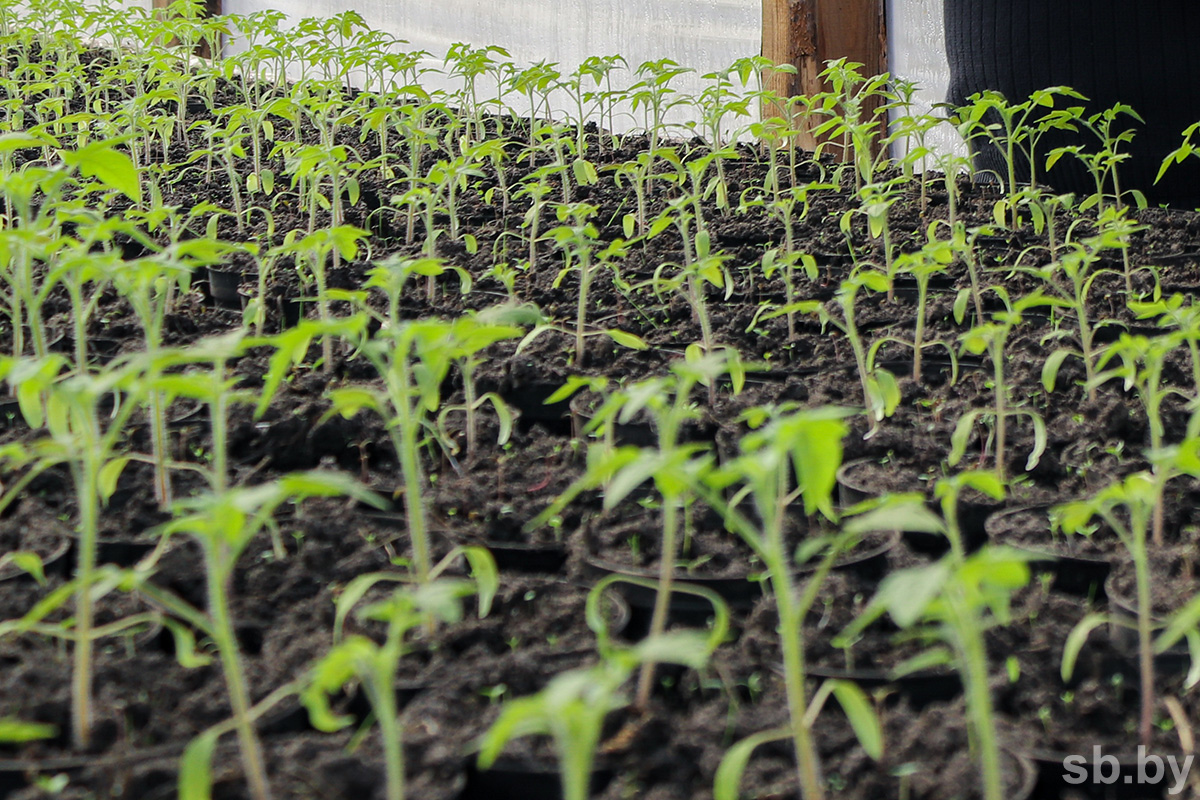 Gartenkalender für Dezember: Welche Gemüsesorten können gepflanzt werden und welche wichtige Aufgabe muss niemand erledigen?