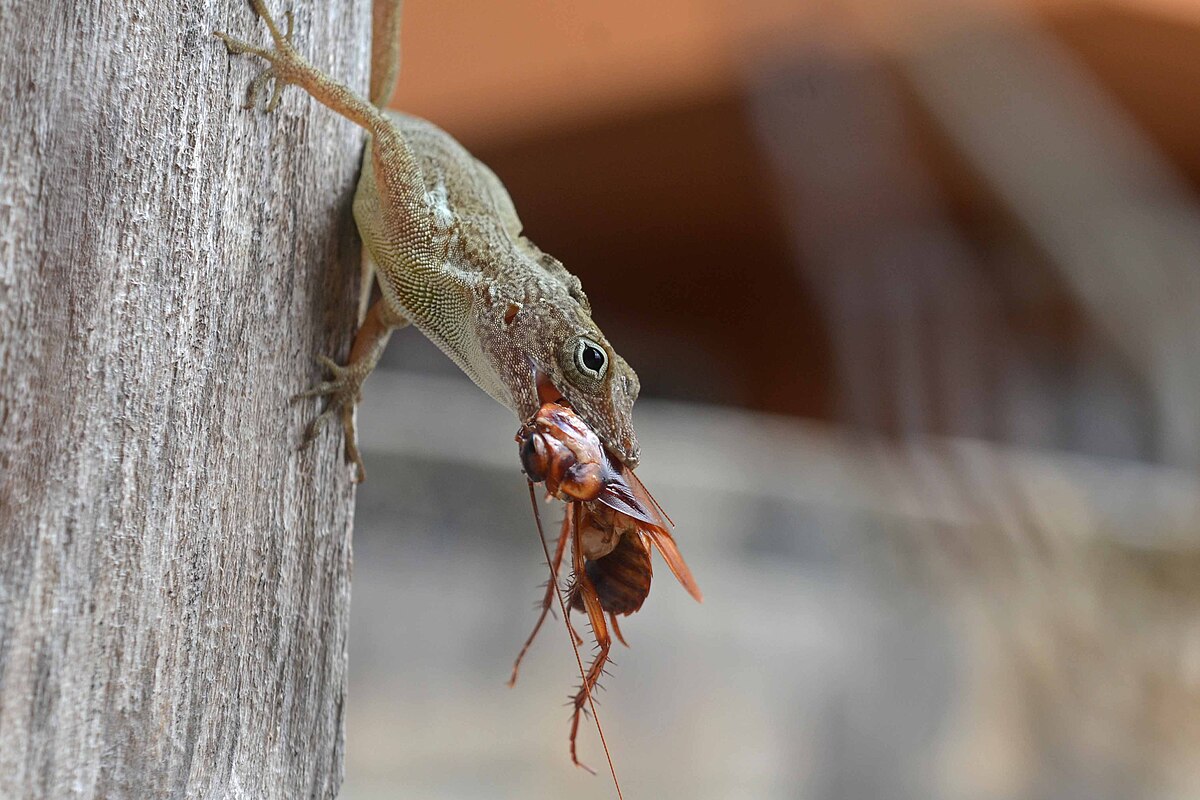 Wer ist der Feind der Kakerlaken?