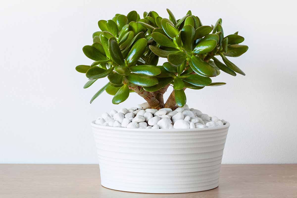 Diese 7 Pflanzen fühlen sich neben einem Heizkörper wohler als in der freien Natur (Nr. 5 ist einfach genial!)