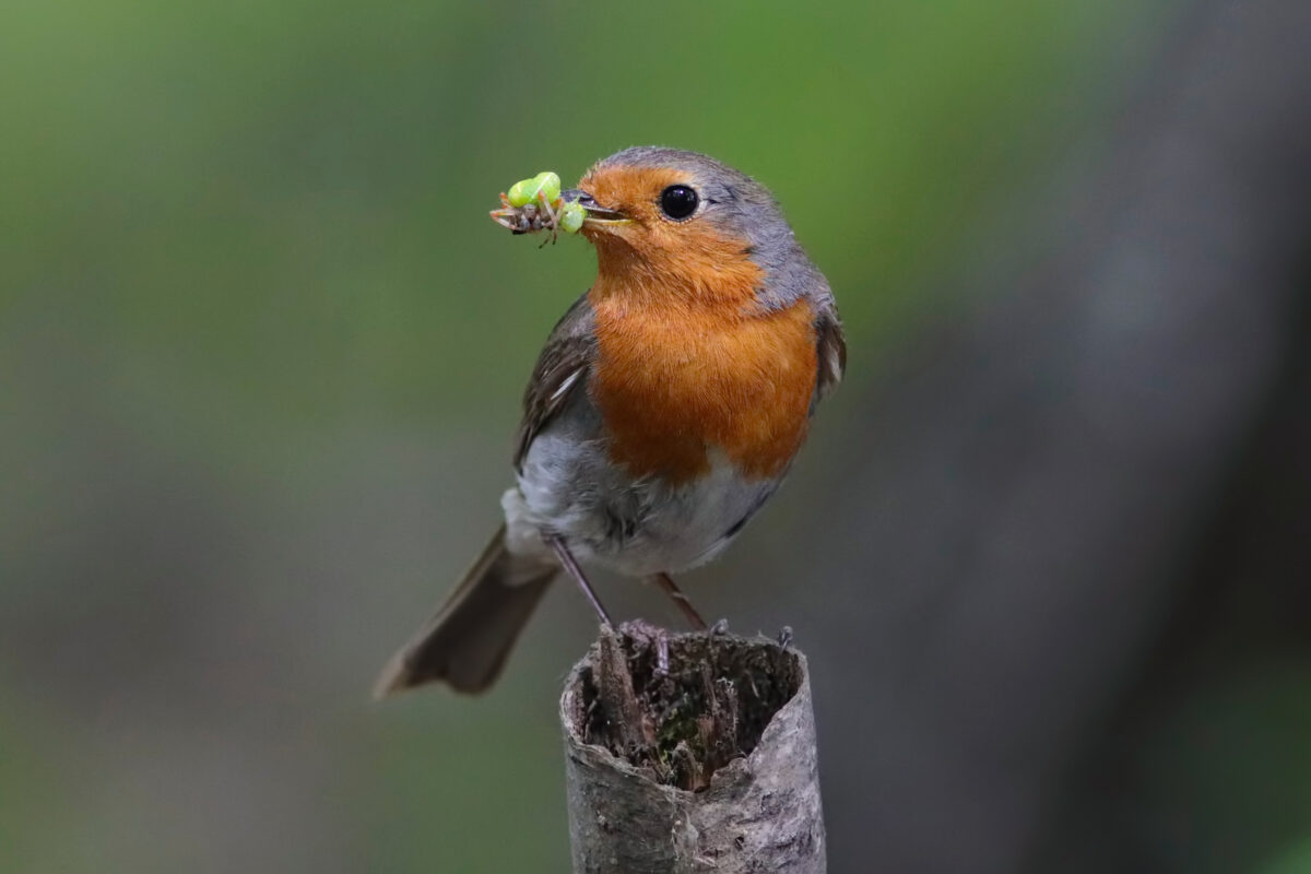 Warnung an alle, die Rotkehlchen in ihrem Garten haben