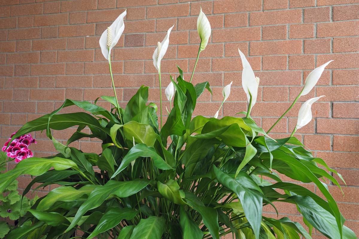Ich gieße 1 Glas dieses Mittels hinzu, und die vergilbte Spathiphyllum gewinnt sofort ihre schöne grüne Farbe zurück und wächst schneller als je zuvor. Nach ein paar Tagen sieht sie aus wie aus einem Blumenladen.