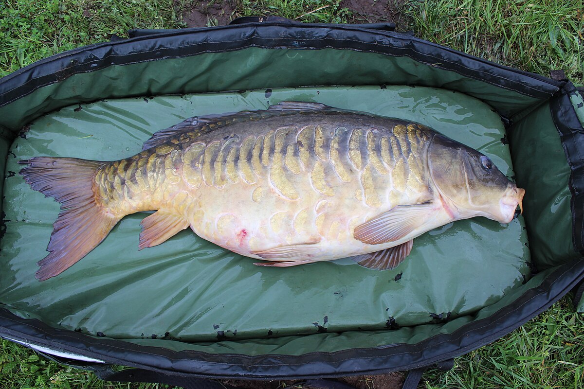 Könige und Adelige labten sich an diesem erlesenen Fisch. Heute ist er in Vergessenheit geraten, aber er eignet sich ideal für Festtage, da er keine Gräten enthält und gesund ist.