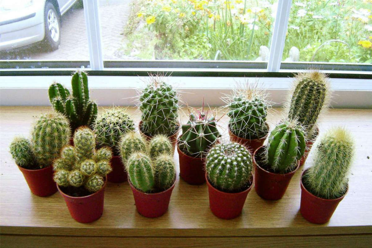 Diese „umweltfreundliche“ Verwendung von Kaffeesatz kann Ihre Zimmerkakteen ruinieren (und die einzige Möglichkeit, ihn ohne Risiko zu verwenden)