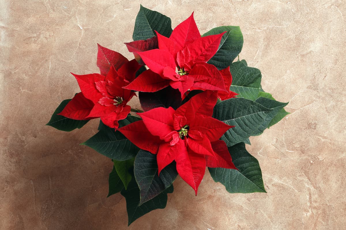 Tipps zur Pflege der Weihnachtsblume zu Hause