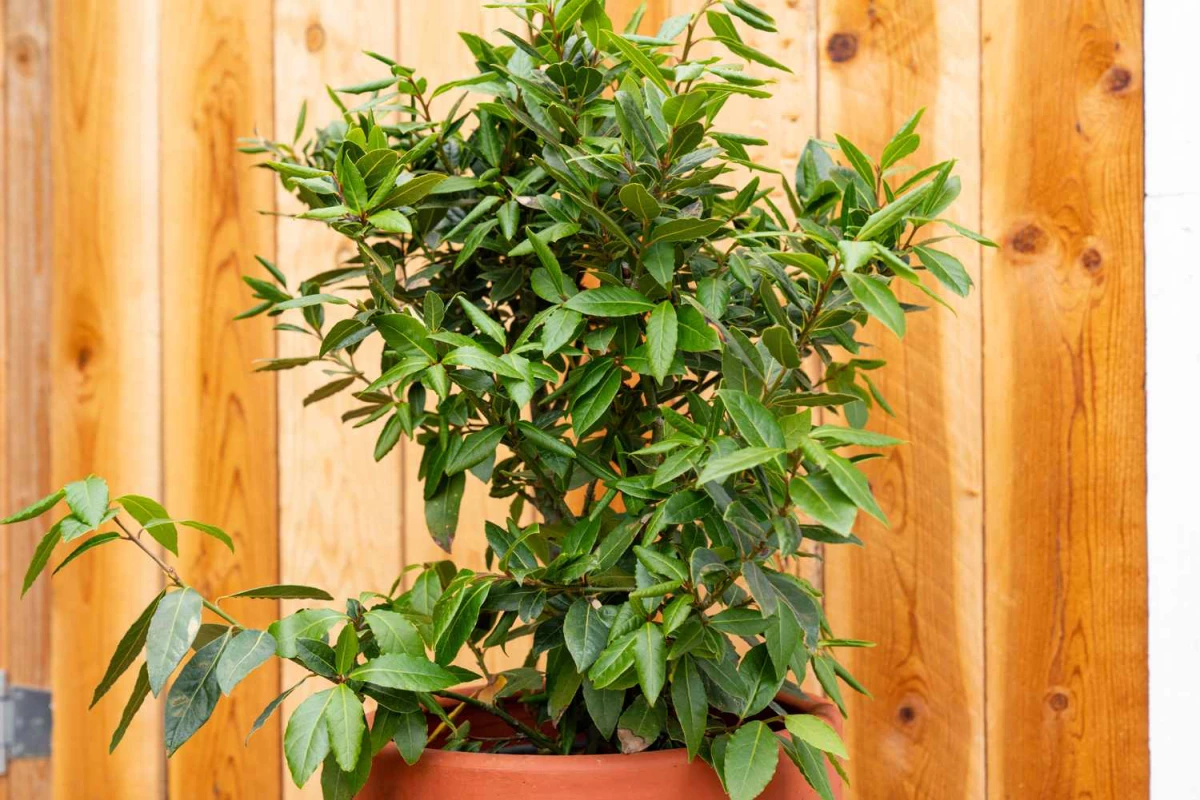 Placing a bay leaf at the entrance to your home: why it is necessary and why it is recommended