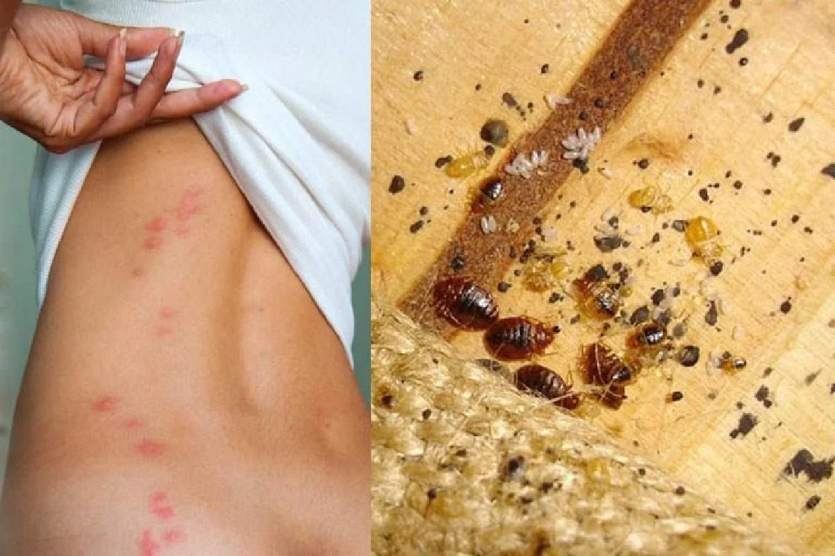 Sie können zu einer Brutstätte für Bettwanzen werden. Entfernen Sie sie so schnell wie möglich aus Ihrem Schlafzimmer.