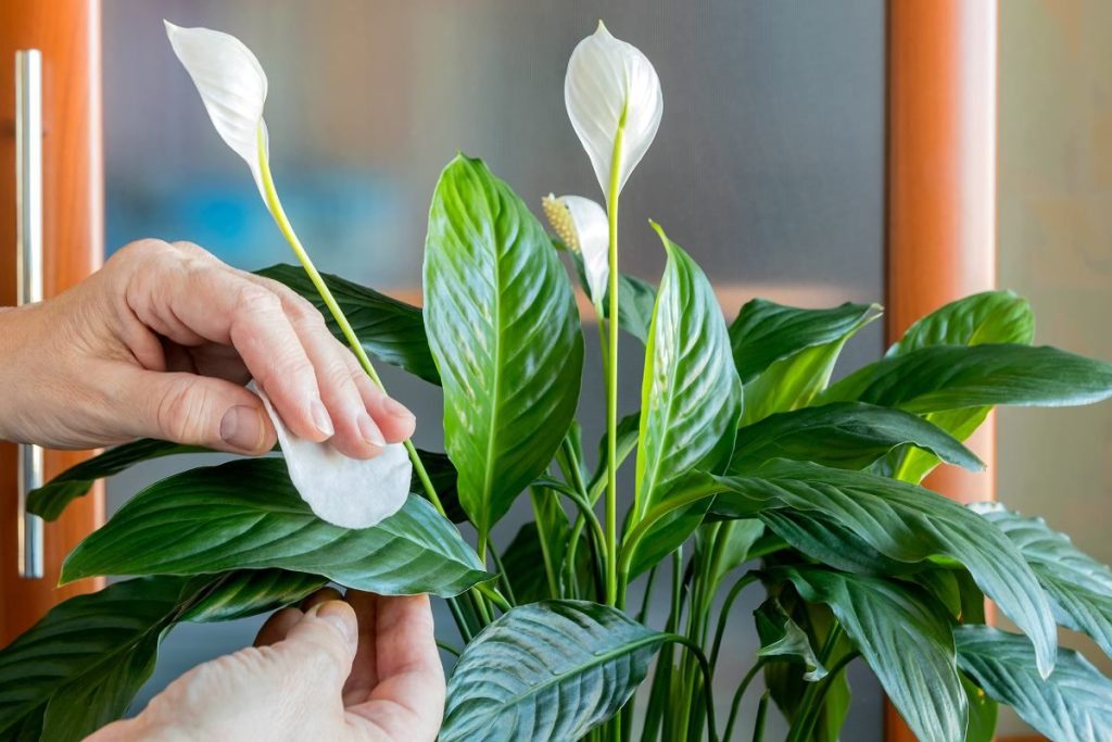 Ich gieße 1 Glas dieses Mittels hinzu, und die vergilbte Spathiphyllum gewinnt sofort ihre schöne grüne Farbe zurück und wächst schneller als je zuvor. Nach ein paar Tagen sieht sie aus wie aus einem Blumenladen.