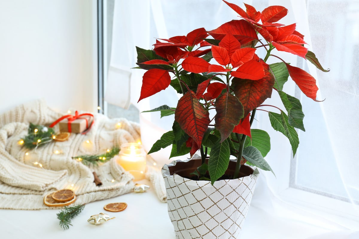 Tipps zur Pflege der Weihnachtsblume zu Hause