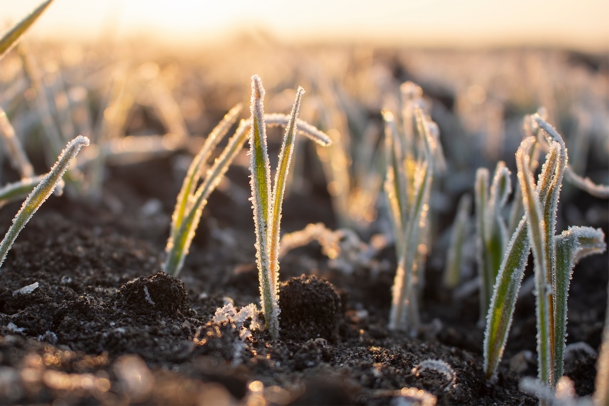 frosty frost in spring in the fields with winter wheat. severe frost damages crops in the spring.