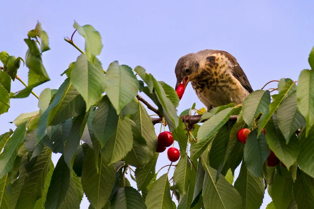 Das Aufhängen von Getränkedeckeln im Garten: Warum es sich lohnt und wozu es gut ist