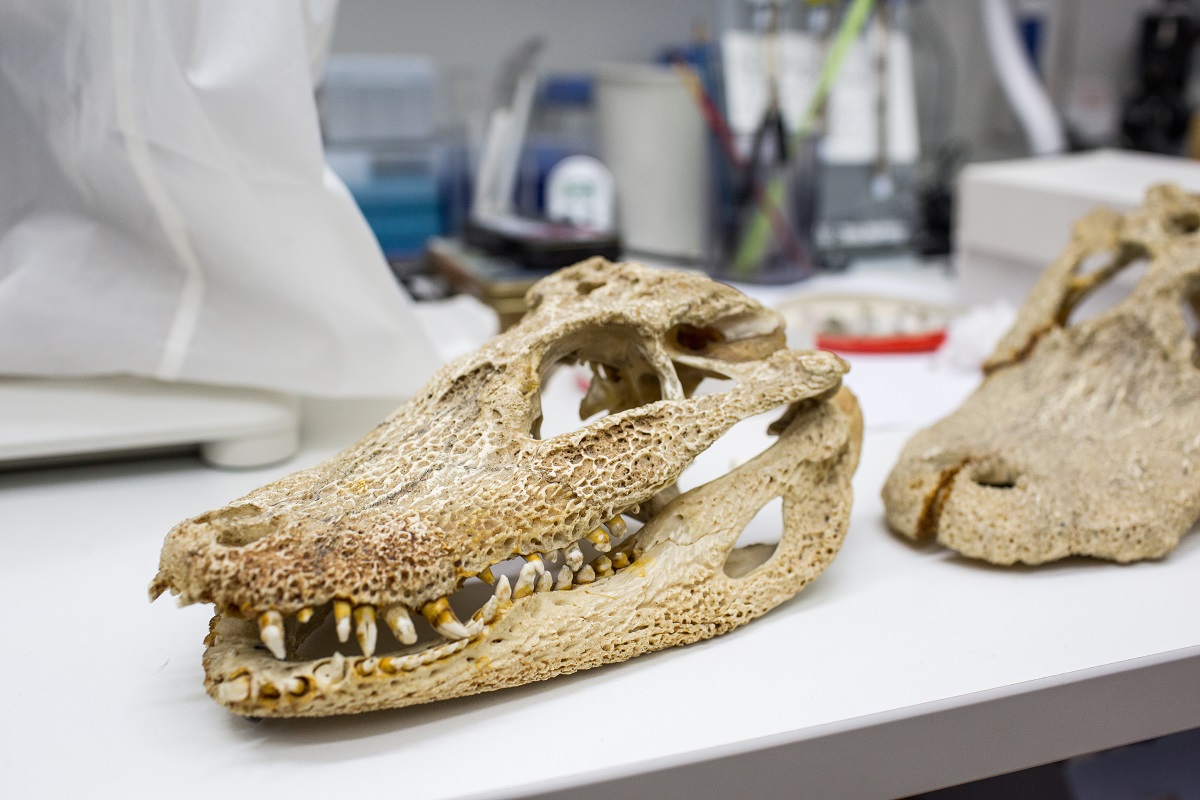 Ein altägyptischer Krokodil schreibt die Evolutionsgeschichte der Meeresreptilien neu