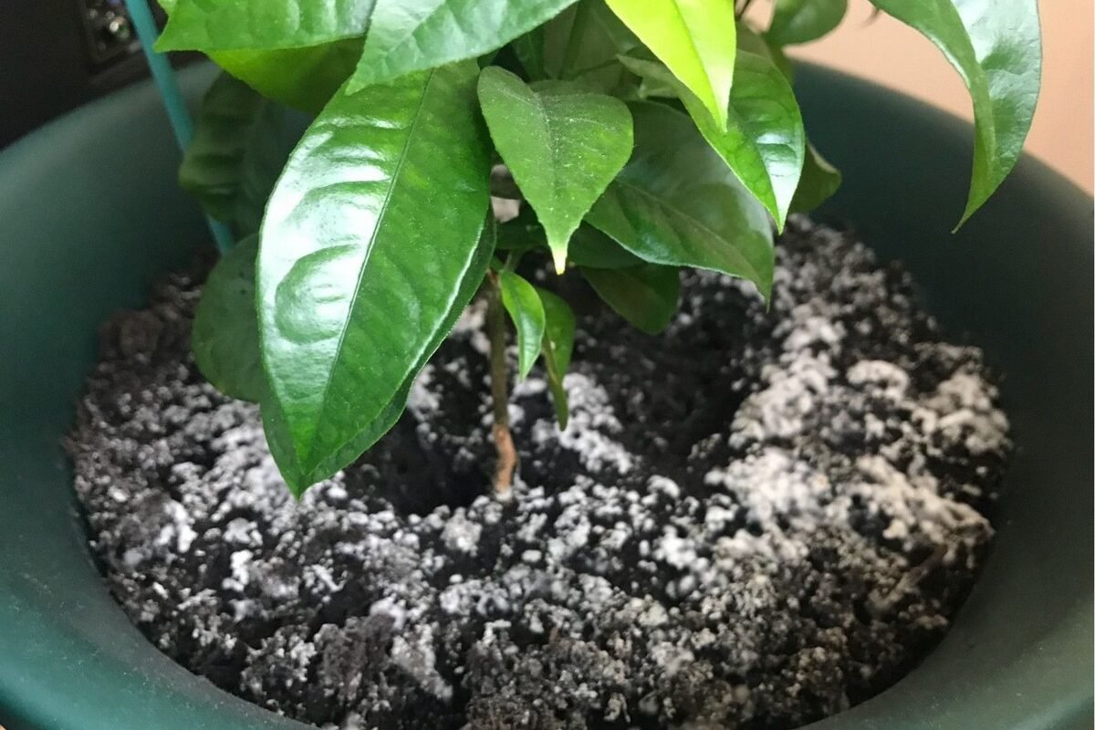 Weiße Flecken auf der Erde im Topf? Dieser Trick rettet Ihre Pflanzen