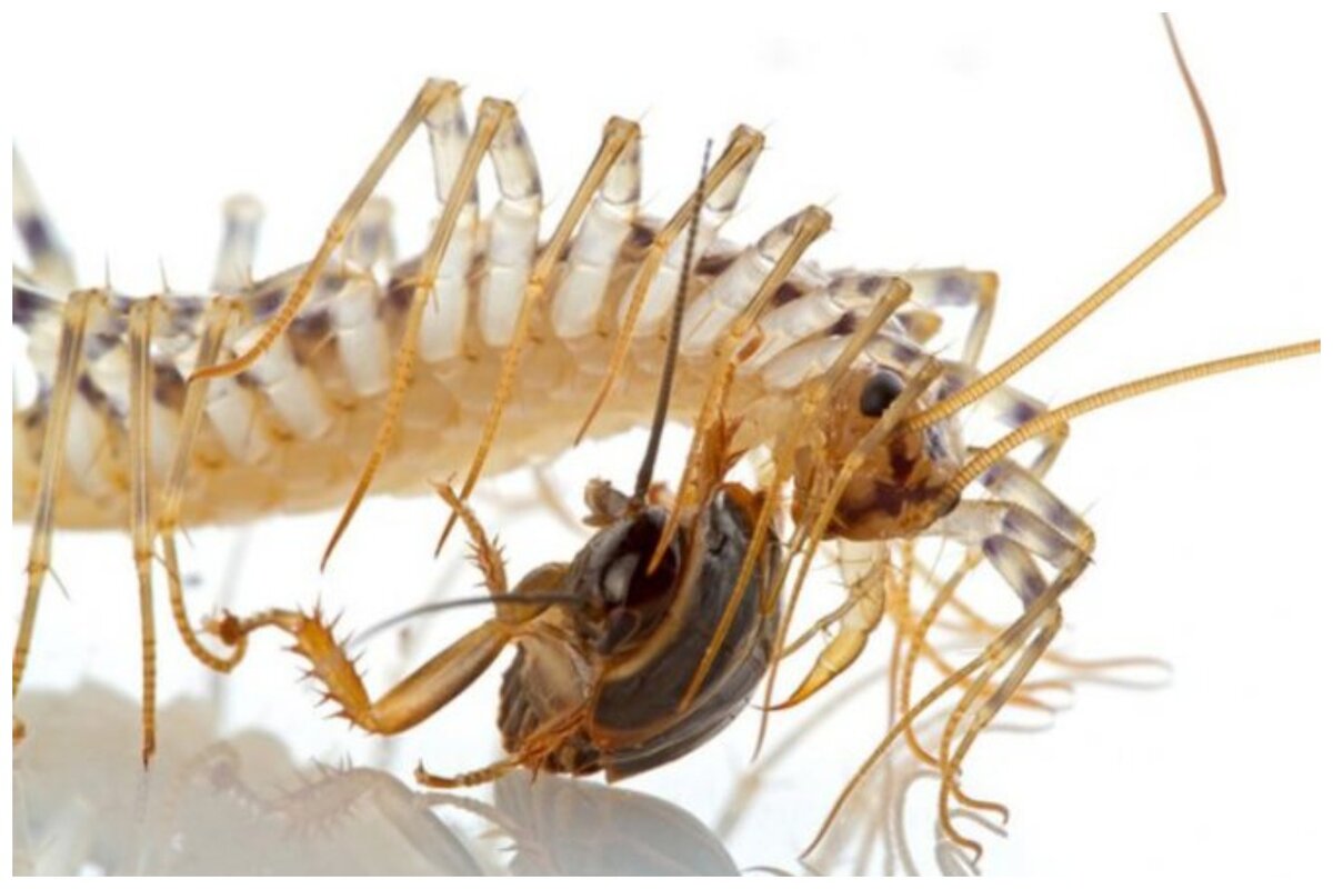 Wenn Sie dieses kleine Tierchen bei sich zu Hause entdecken, sollten Sie Maßnahmen ergreifen, bevor es sich dort dauerhaft niederlässt.