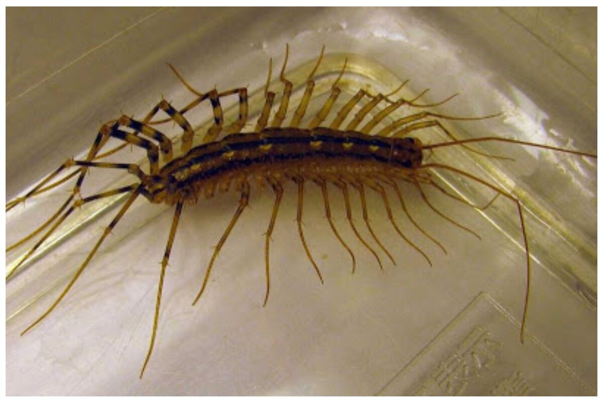 Wenn Sie dieses kleine Tierchen bei sich zu Hause entdecken, sollten Sie Maßnahmen ergreifen, bevor es sich dort dauerhaft niederlässt.