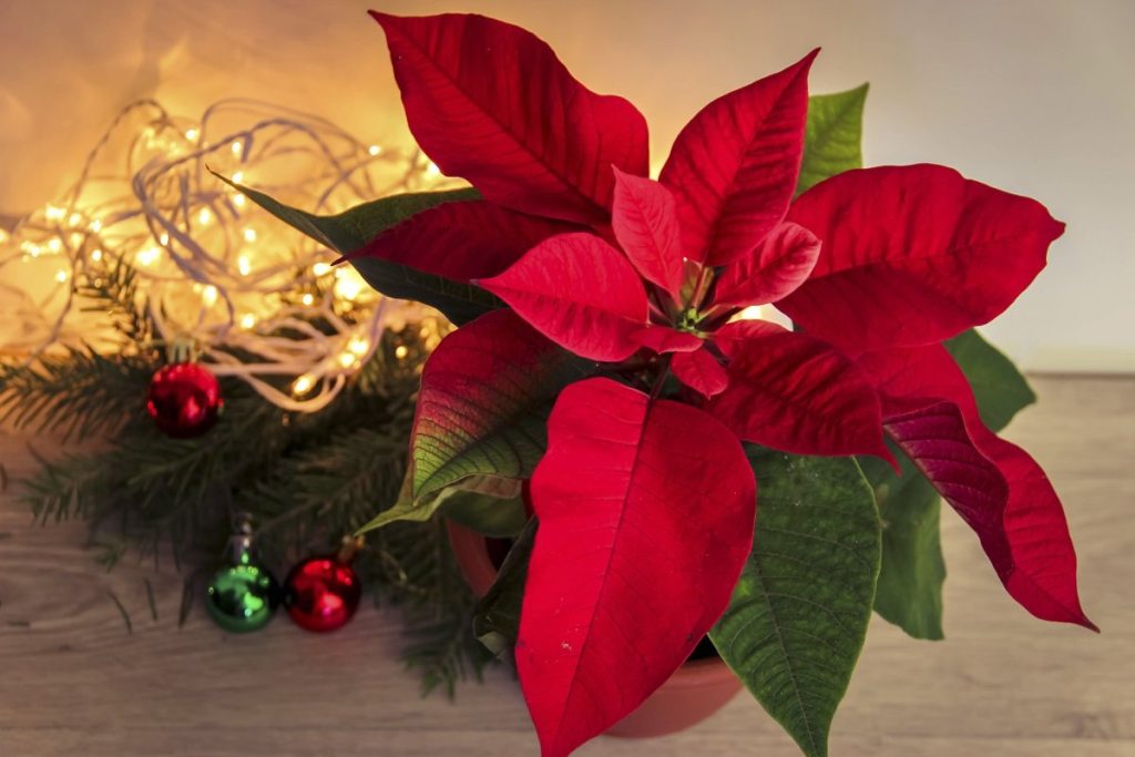 Tipps zur Pflege der Weihnachtsblume zu Hause