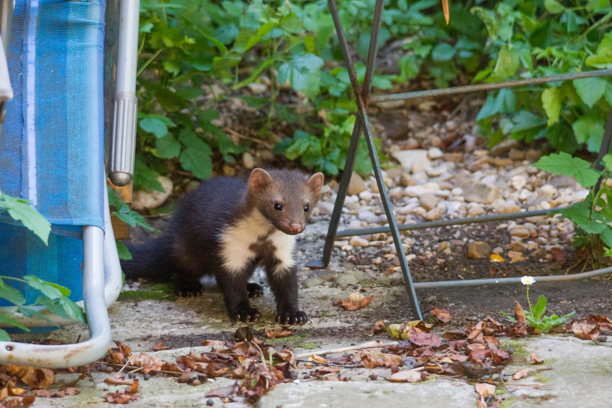 Car or house: how to get rid of martens quickly and easily