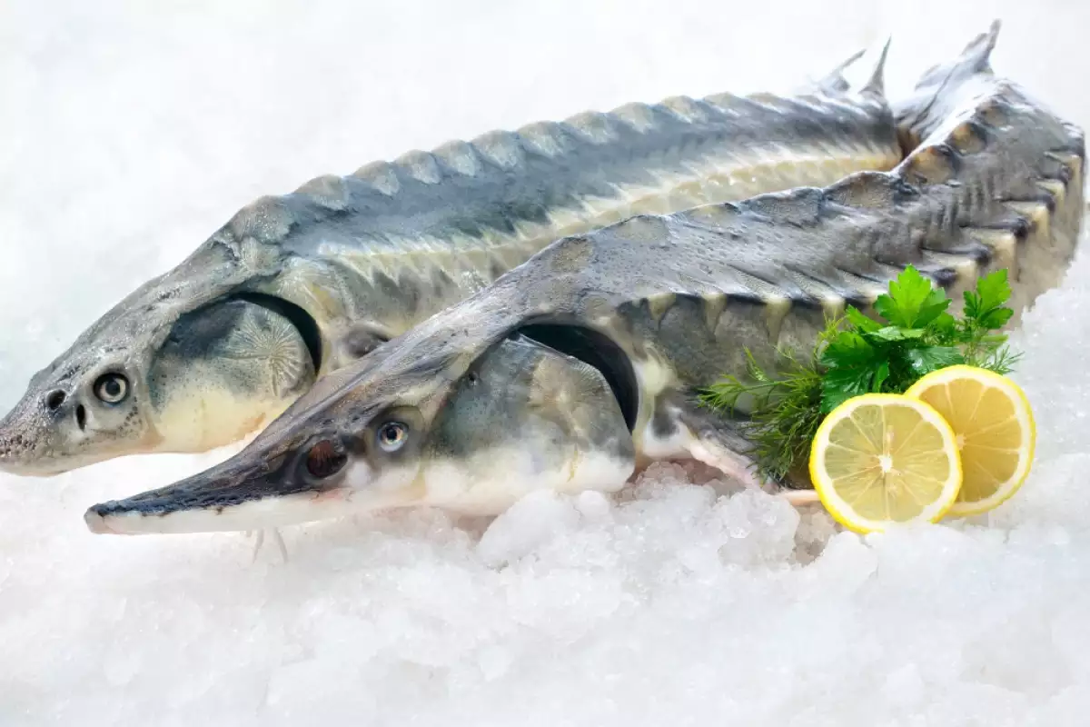 Könige und Adelige labten sich an diesem erlesenen Fisch. Heute ist er in Vergessenheit geraten, aber er eignet sich ideal für Festtage, da er keine Gräten enthält und gesund ist.