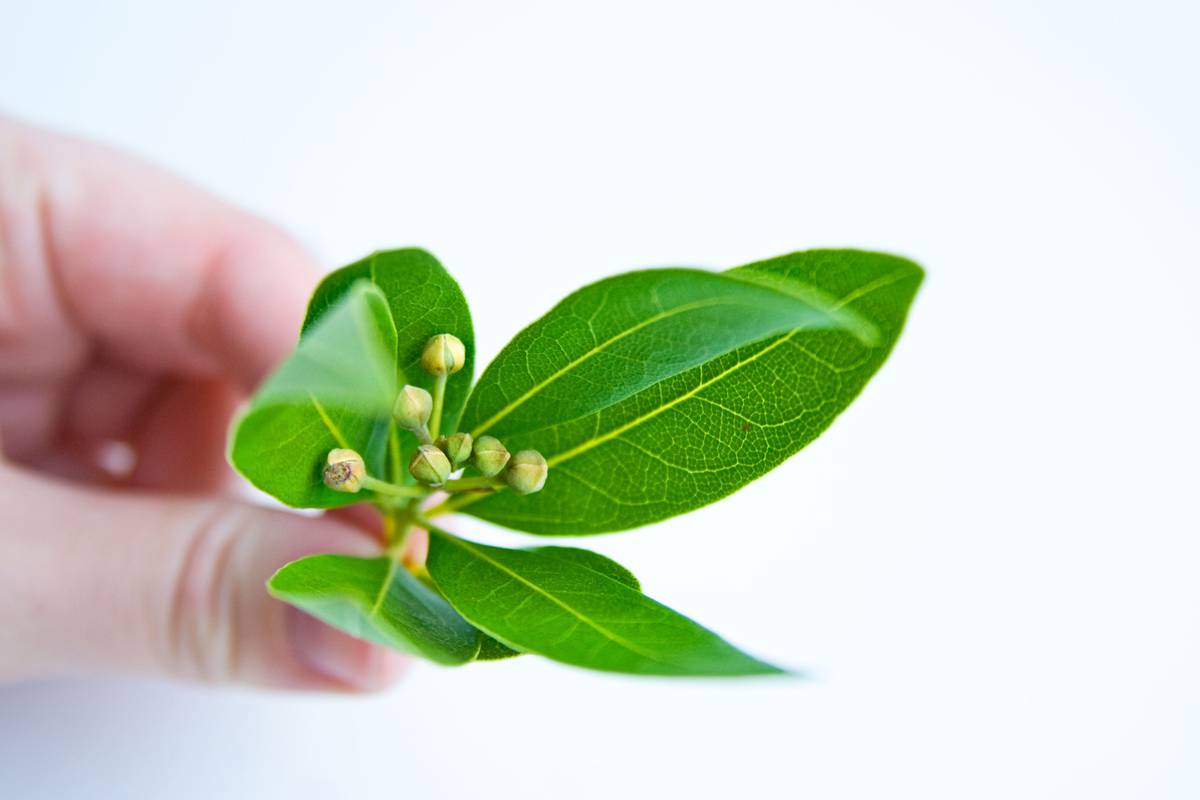 Placing a bay leaf at the entrance to your home: why it is necessary and why it is recommended